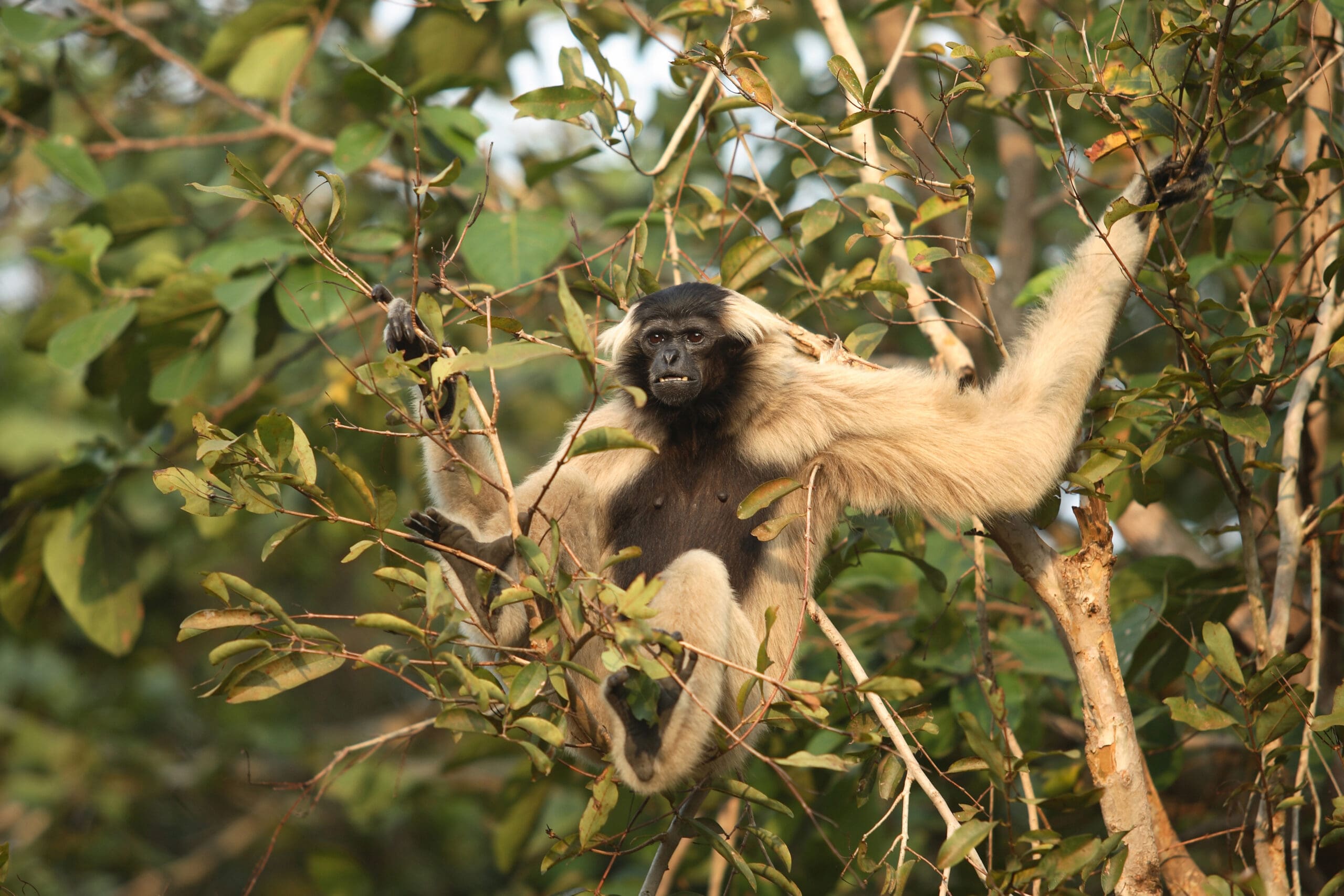 Gibbon Camp