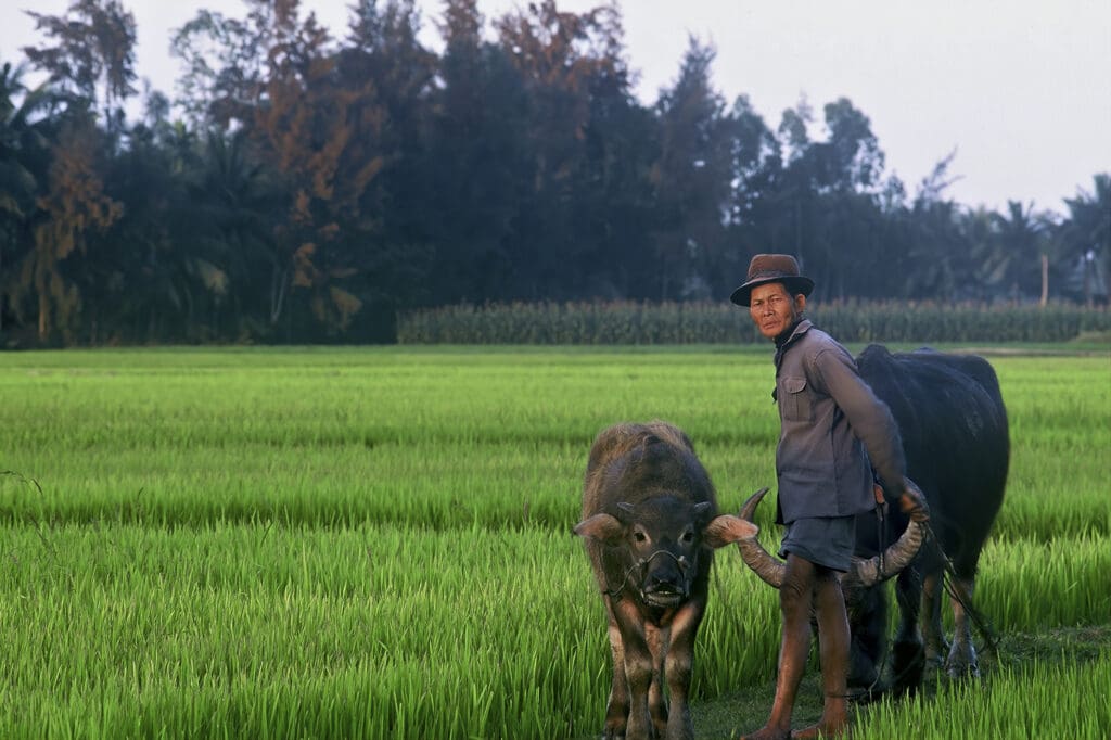 Hoi An Countryside