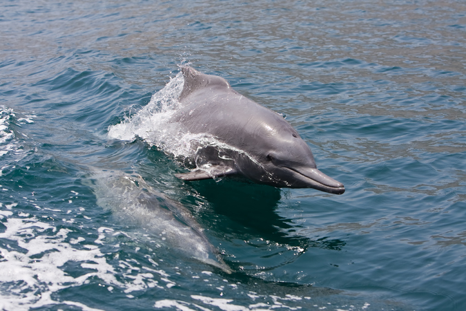 Dolphin Oman