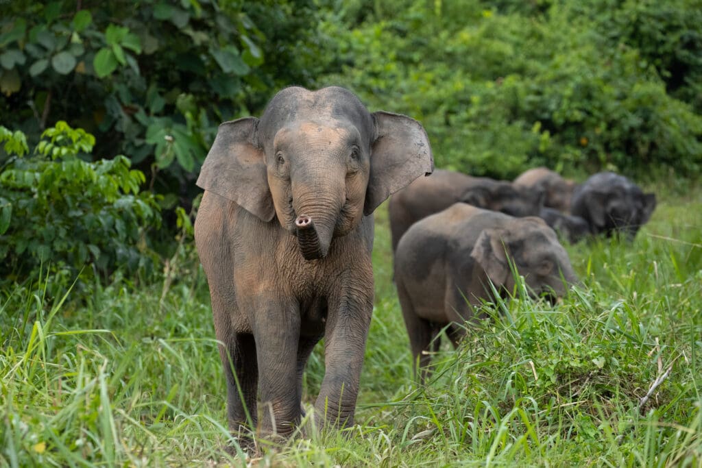 Kinabatangan Wildlife Safari