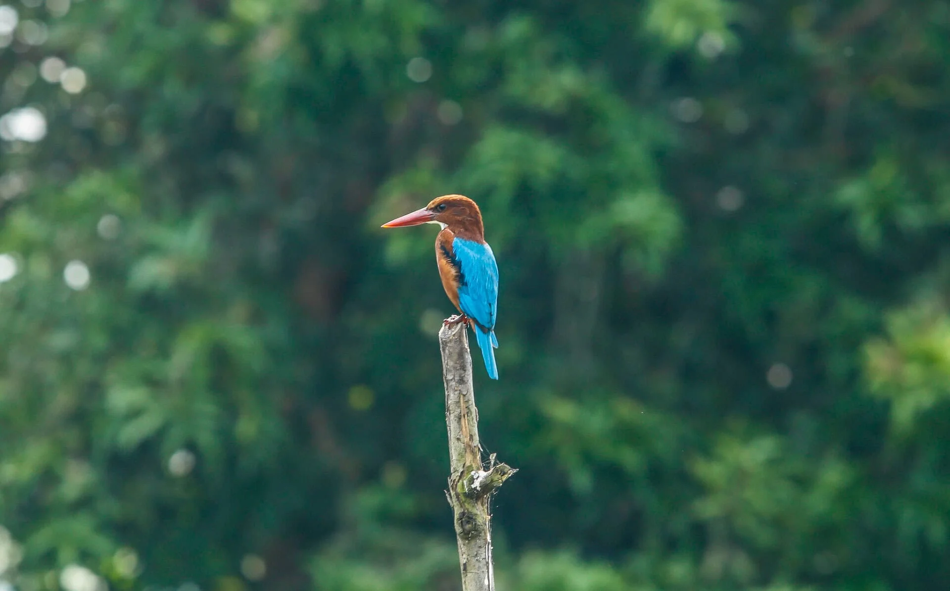 Kingfisher Sri Lanka