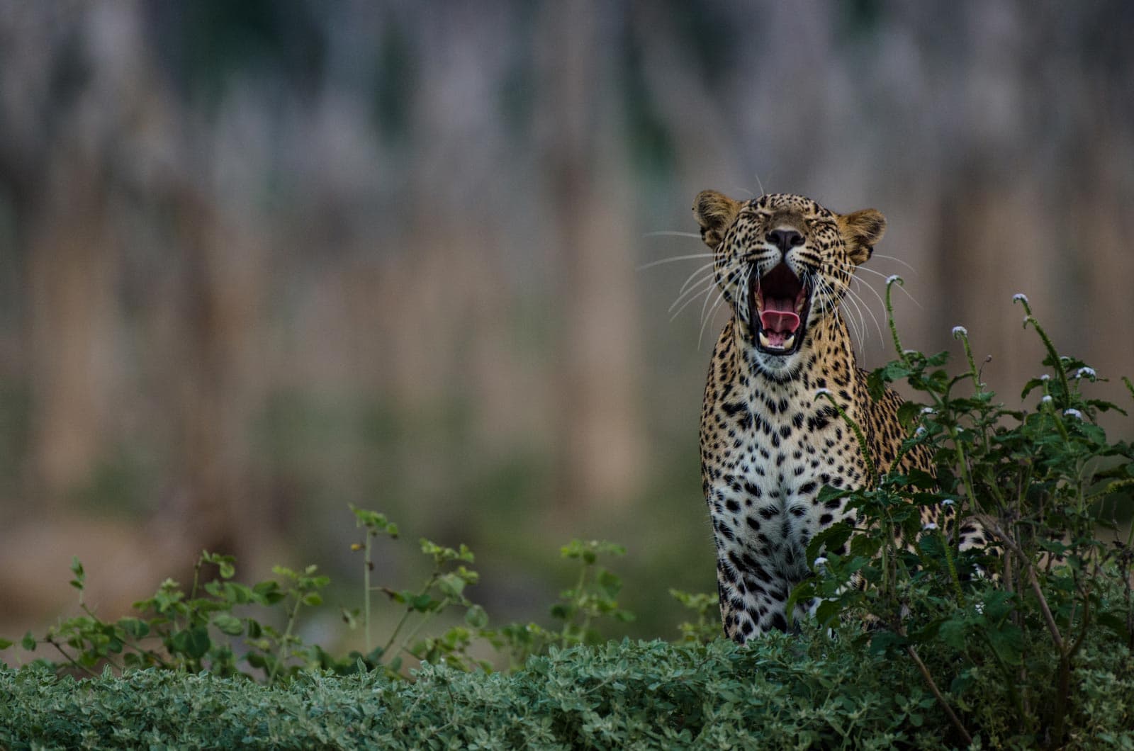 Leopard Safaris
