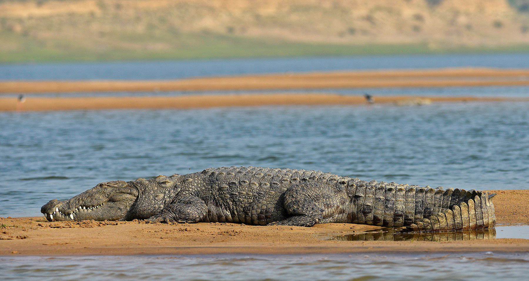 Crocodile at Chambal