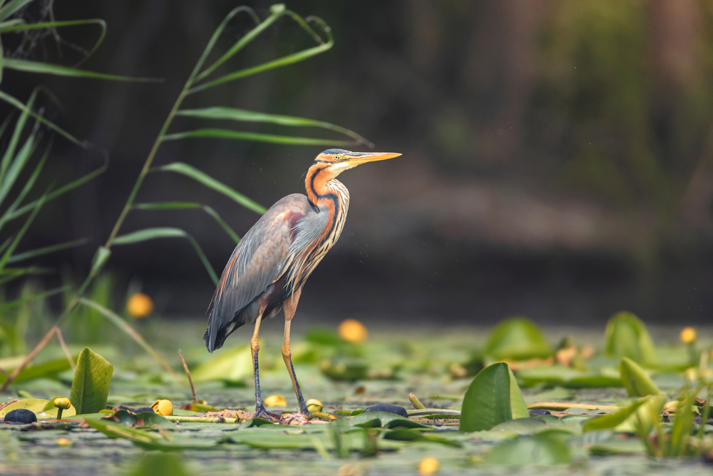 purple heron somawathiya
