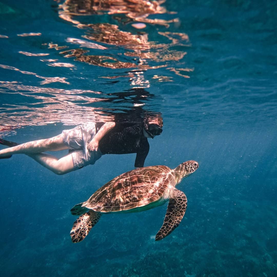 Guest swimming with turtle in Komodo National Park in Indonesia aboard Samara