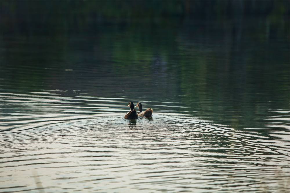 wildlife at the garden bungalow