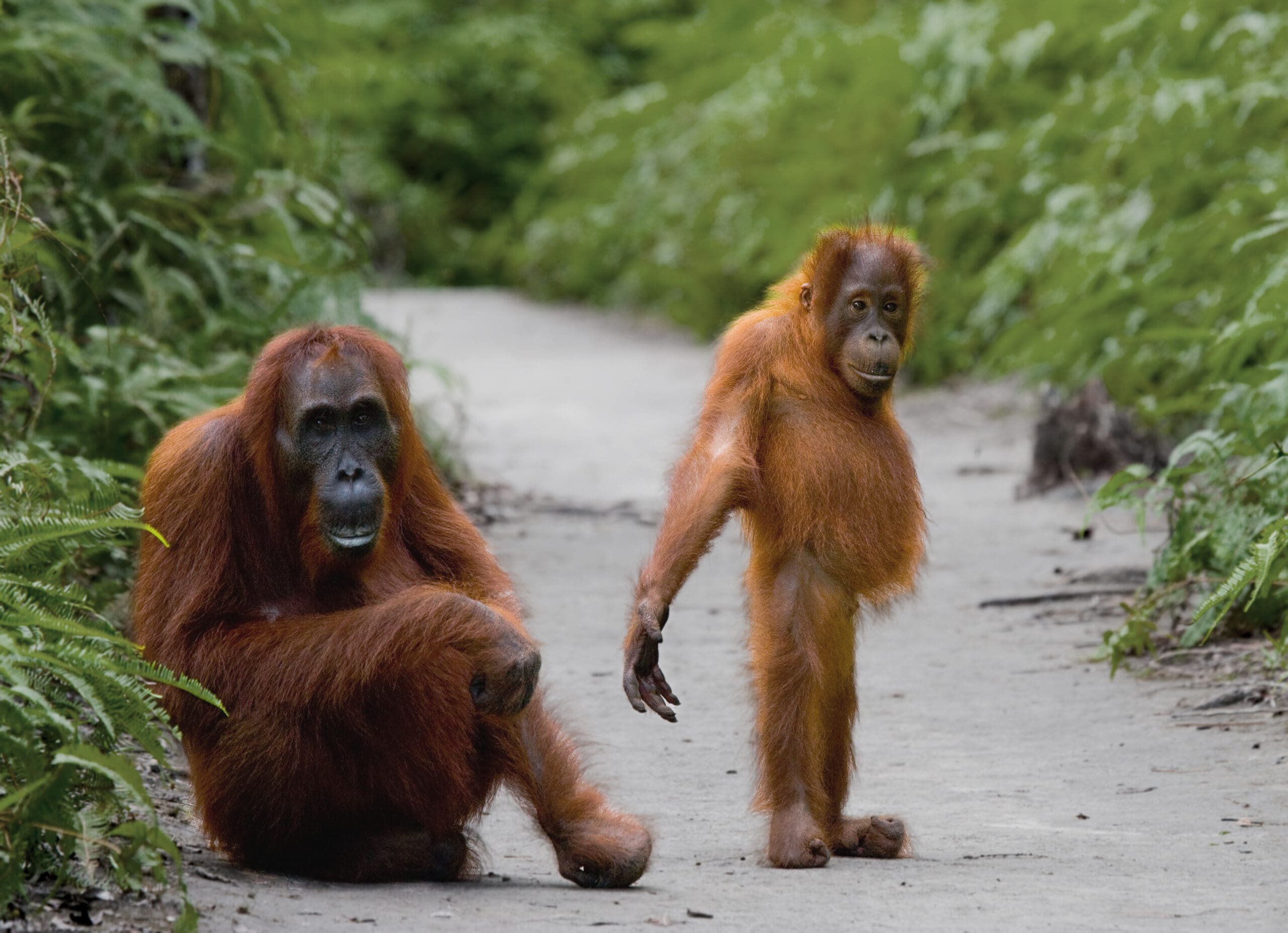 Borneo orangutans
