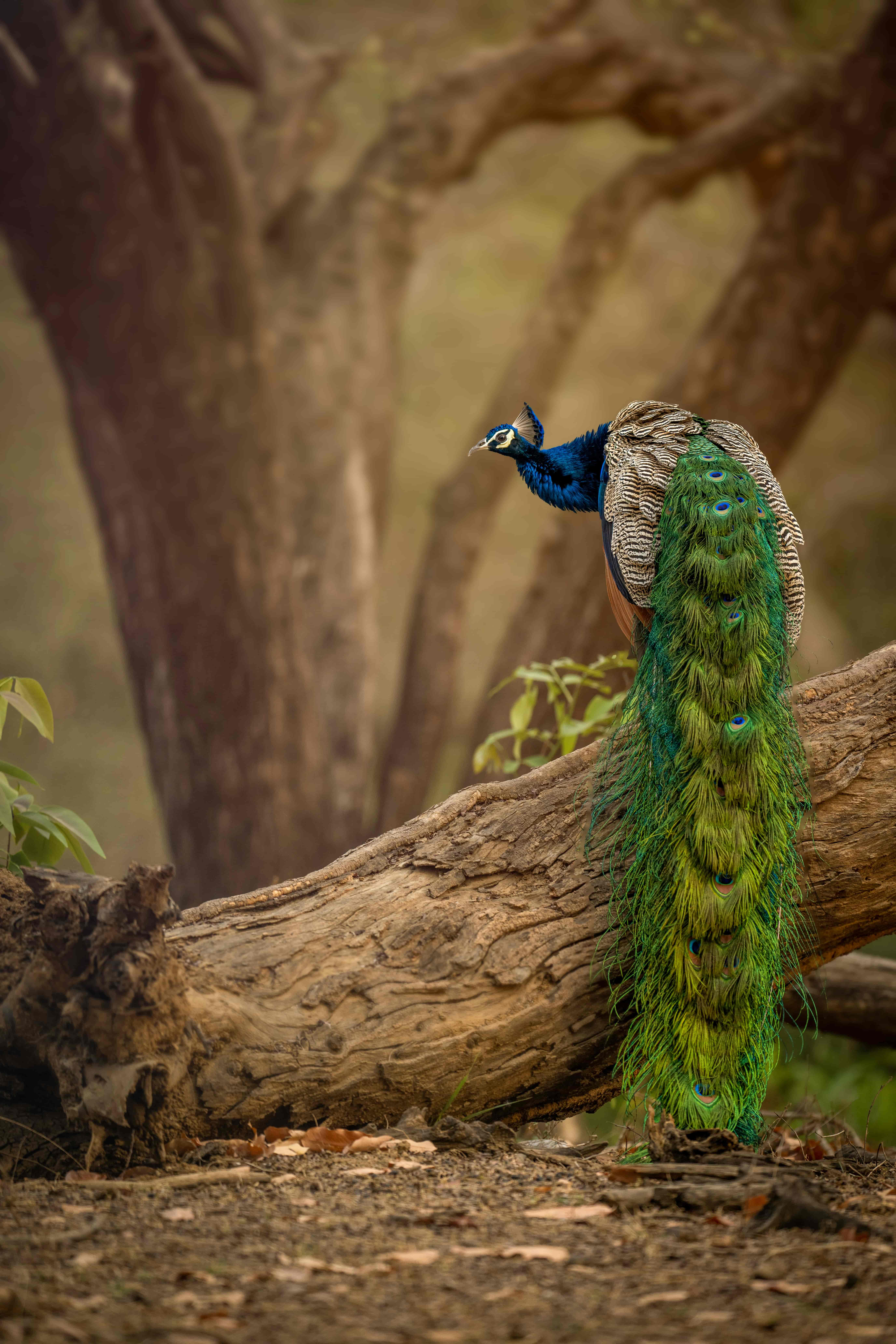 peacock at ranthambore