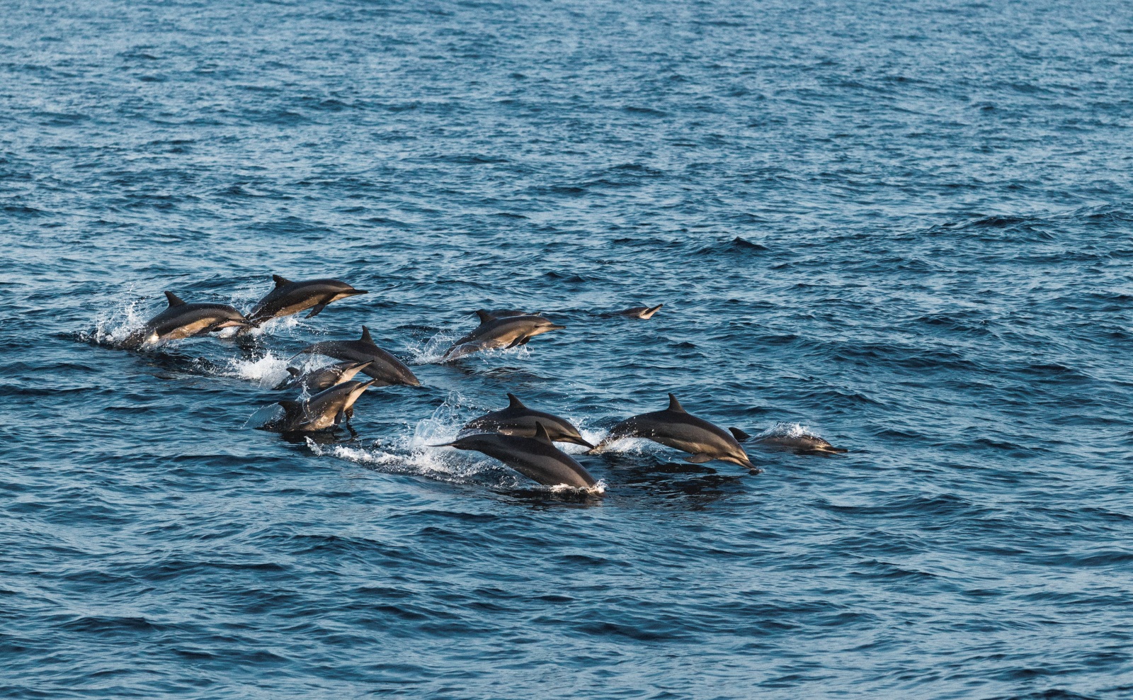 dolphins in the sea near Amanwella