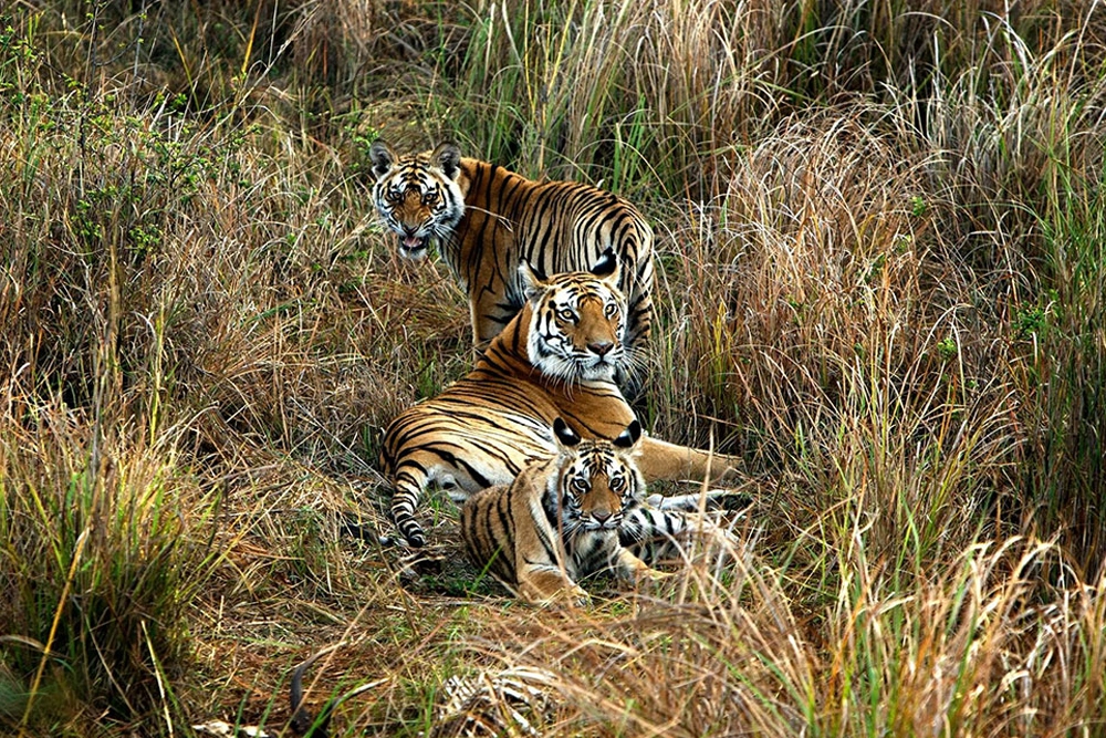 Tigers at Bagh Tola