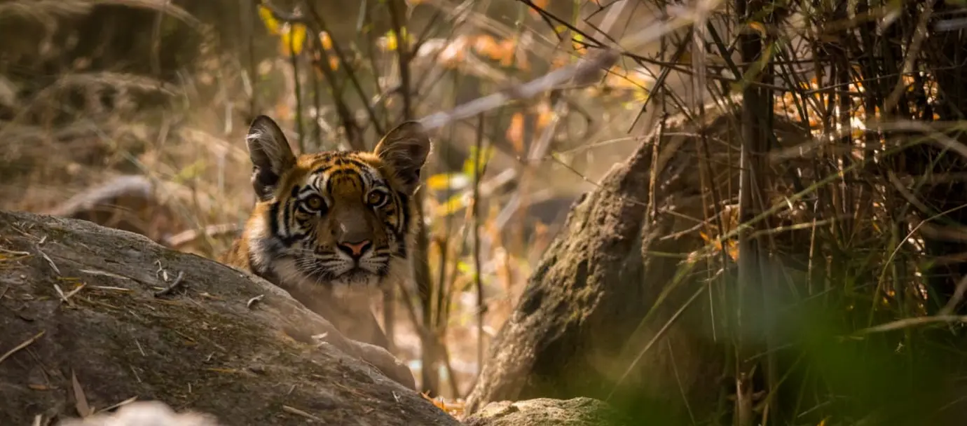 Tiger at Bagh Tola