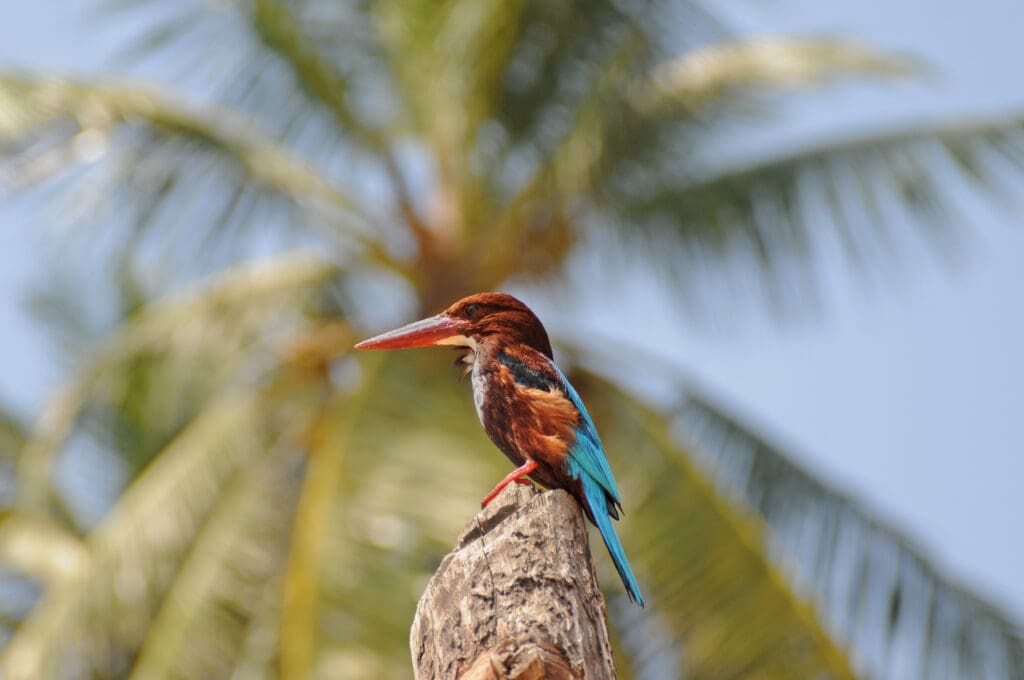 birdlife of sri lanka