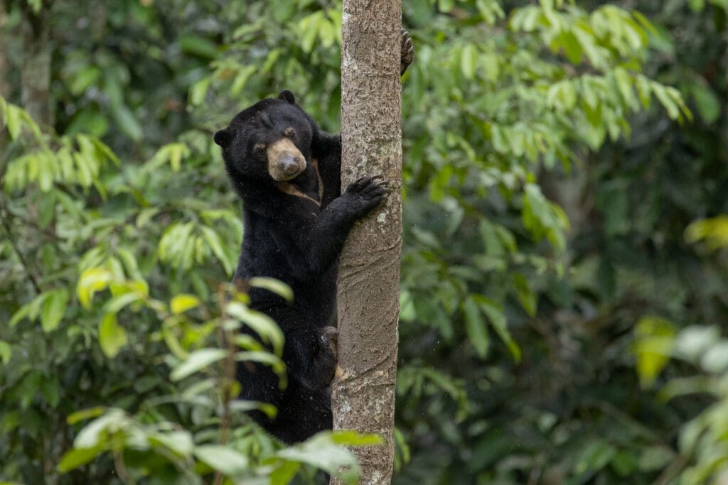 Borneo Sun Bear
