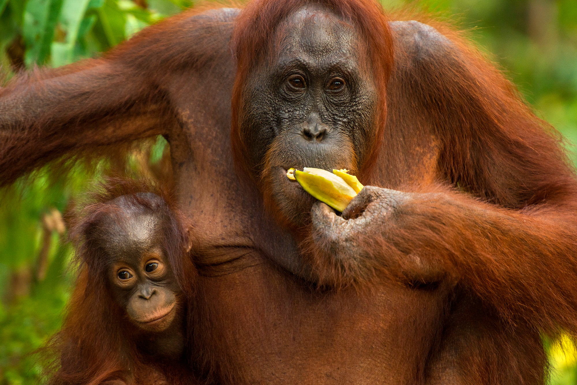 Orangutans feeding nearby Rimba Lodge