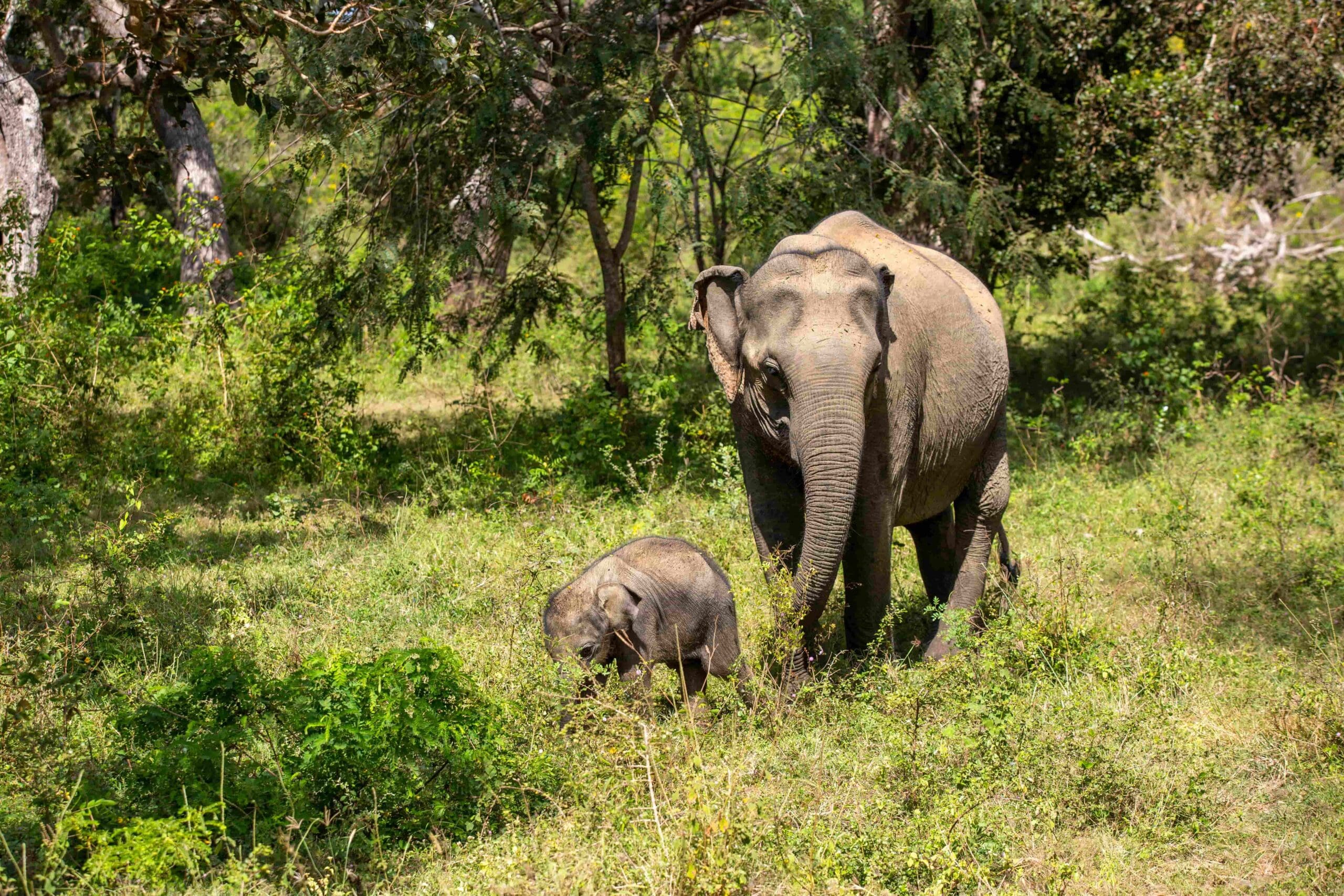 elephant sri lank