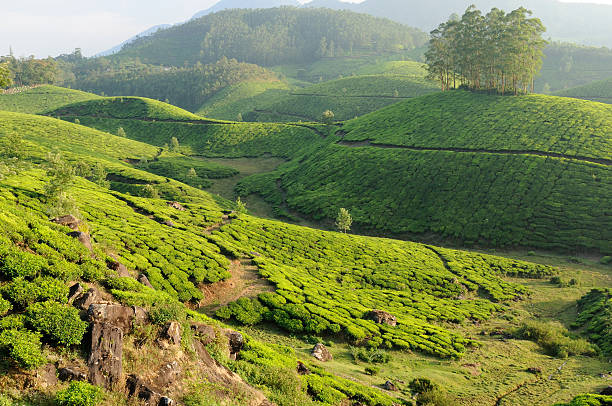 Cardamom Mountains