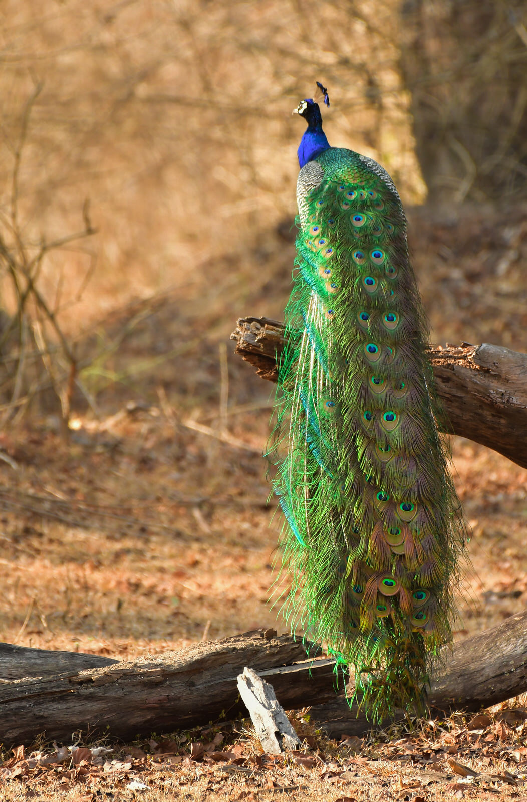 peacock at kaav safari lodge