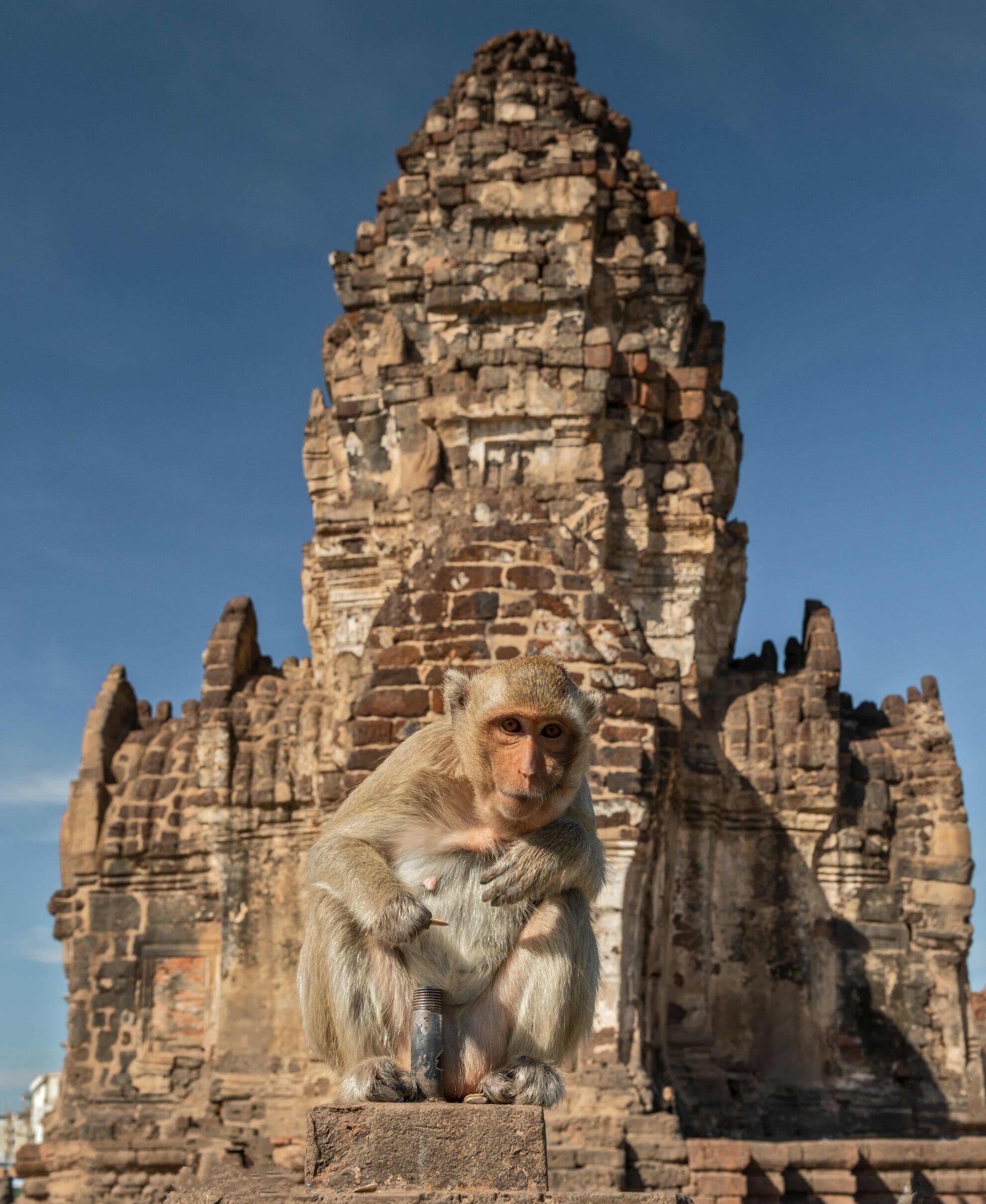 monkey in lopburi