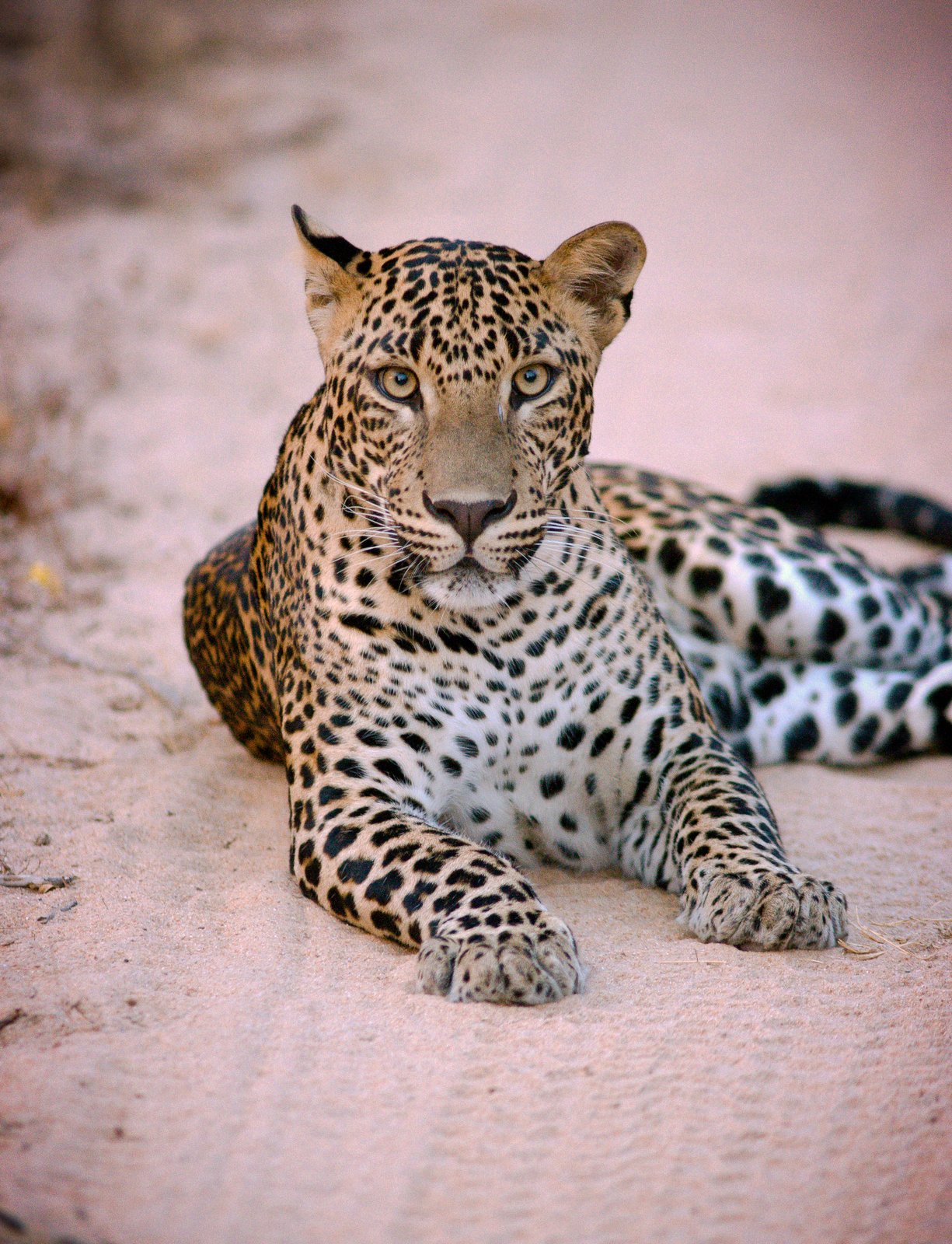 leopard sri lanka