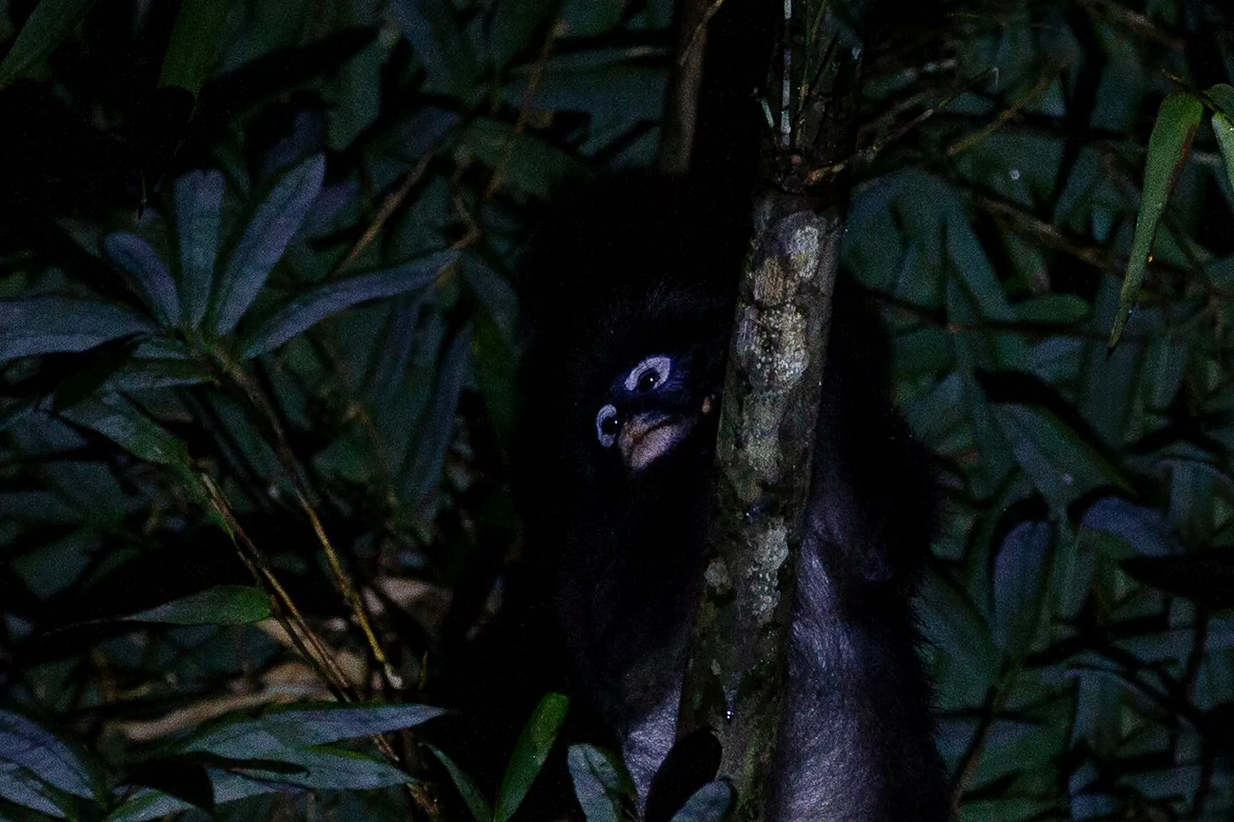 night safari in kao sok