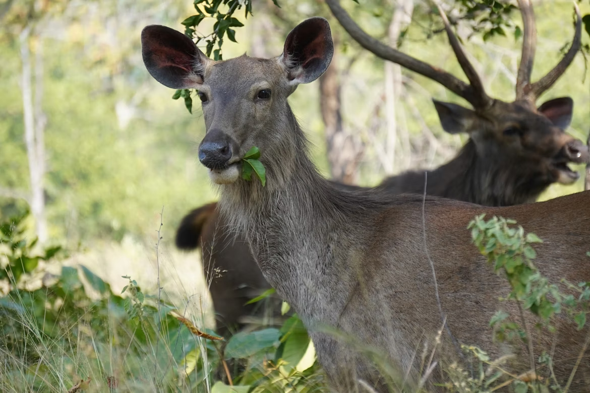 deer at panna national park