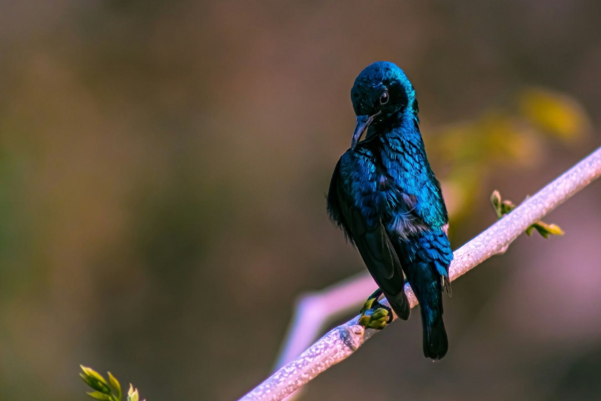 Sunbird
