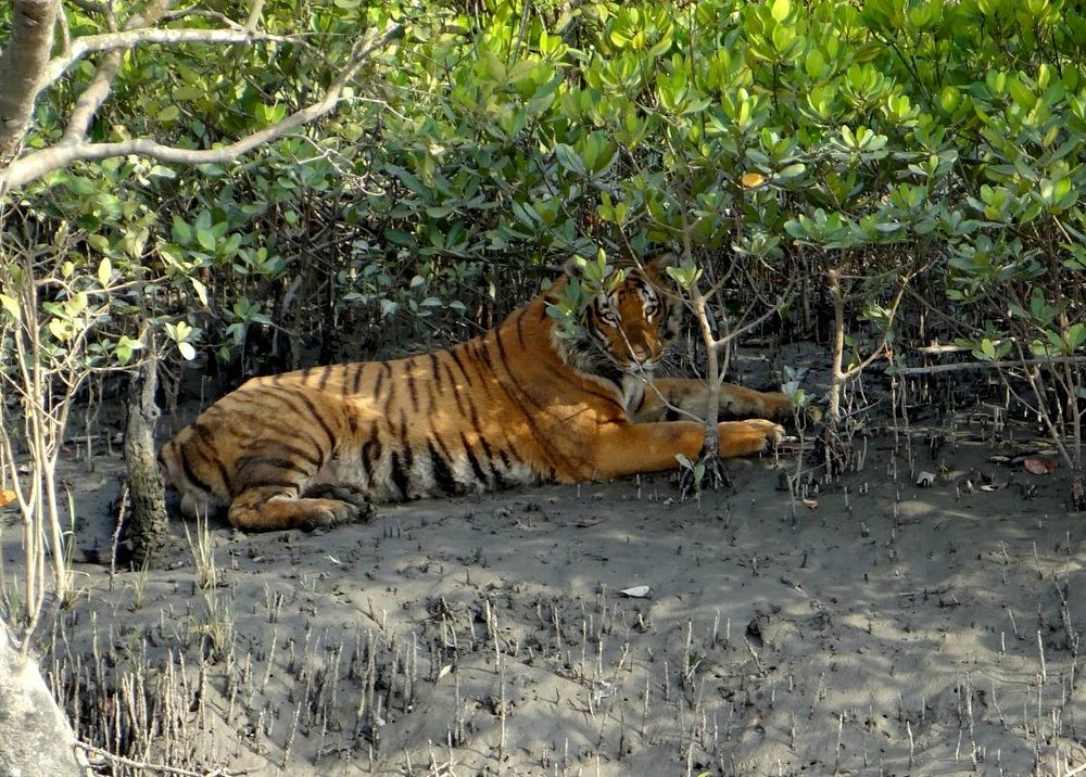 tiger at sunderban tiger camp