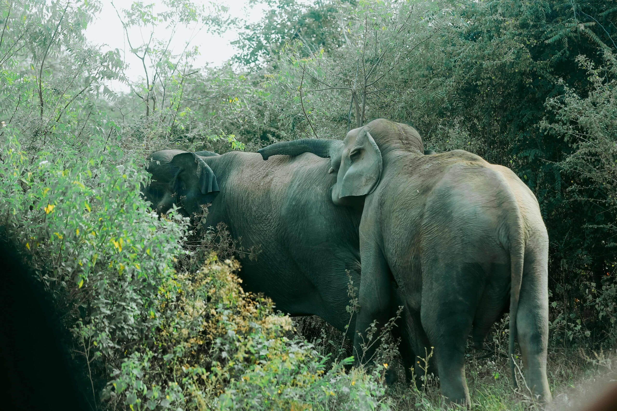 elephant in udawalawe