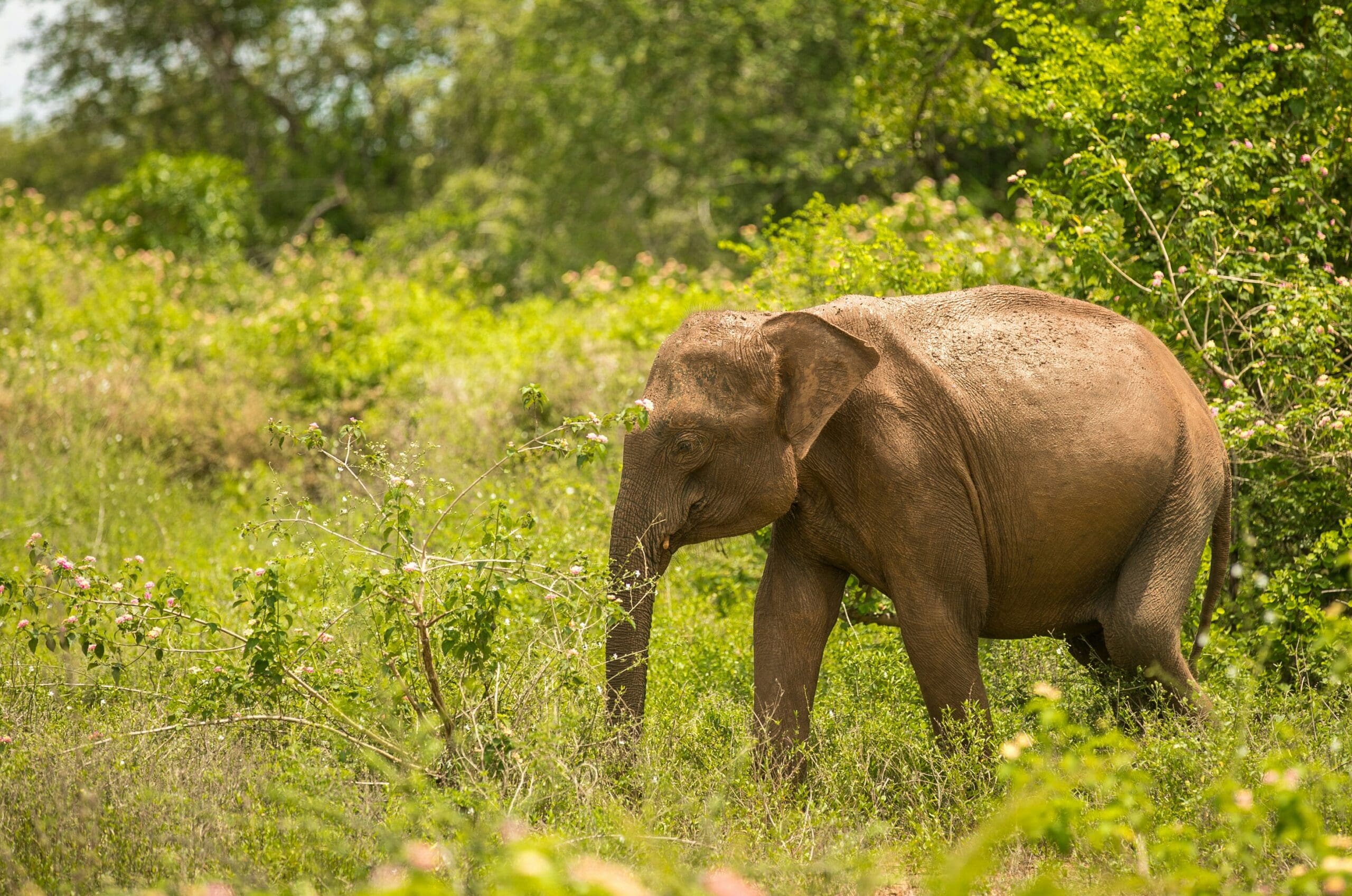 elephant at udawalawe
