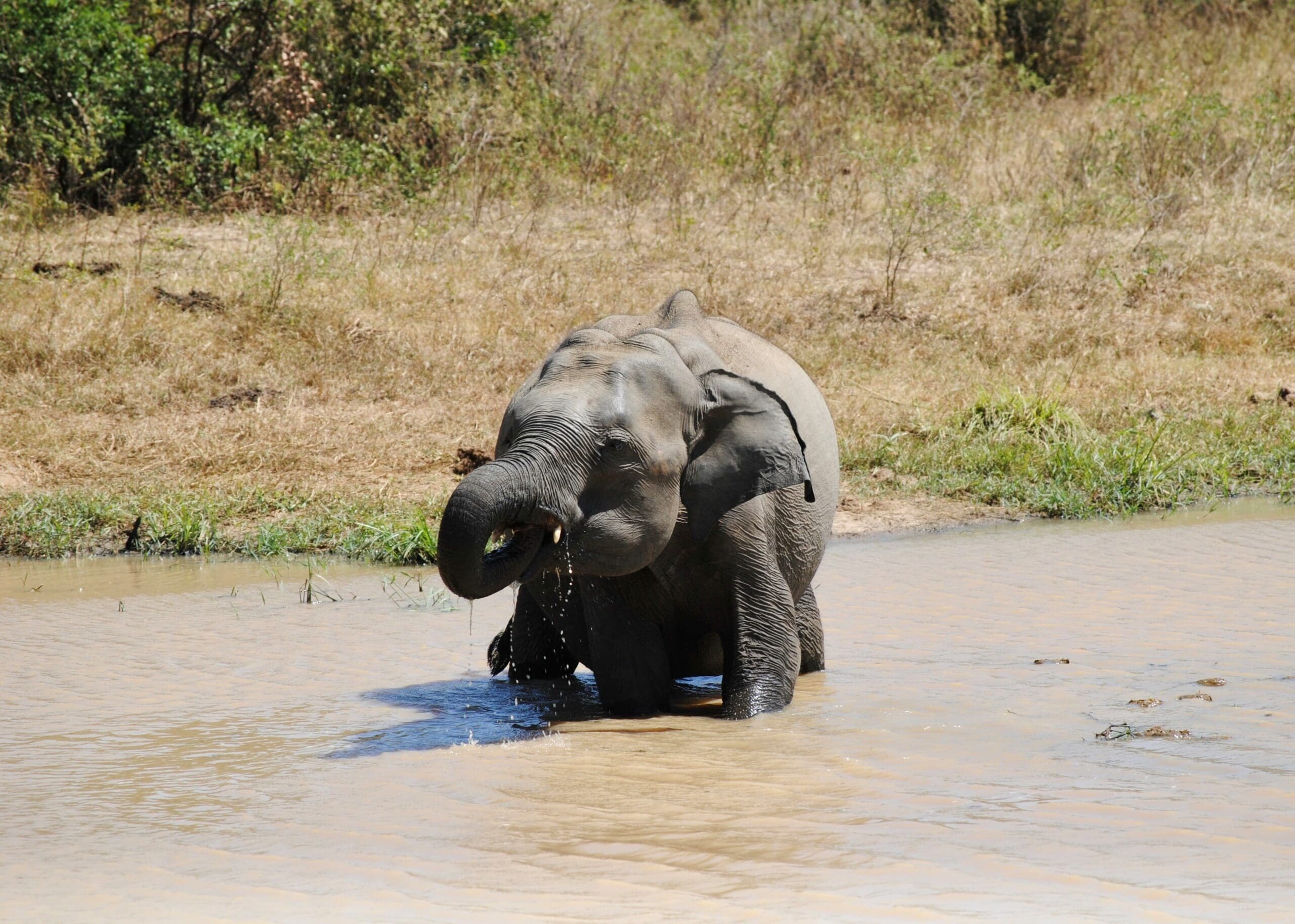 elephant wasgamuwa