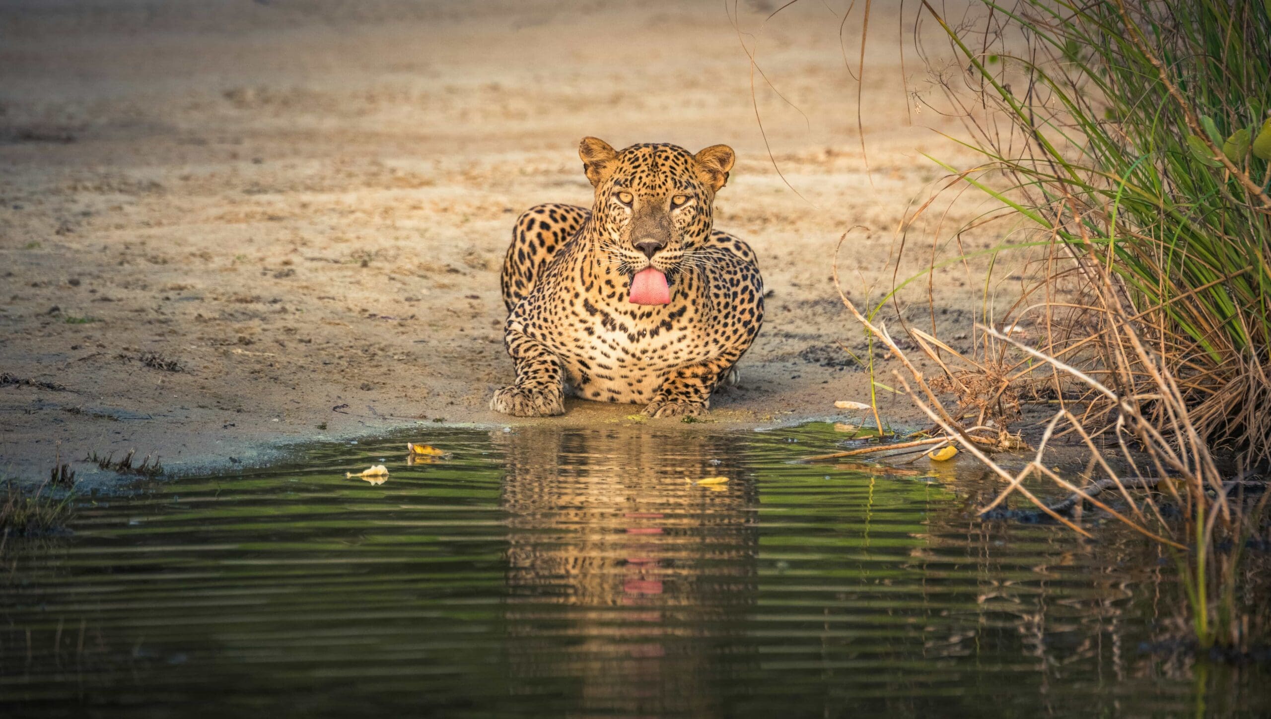 leopard at wilpattu national park