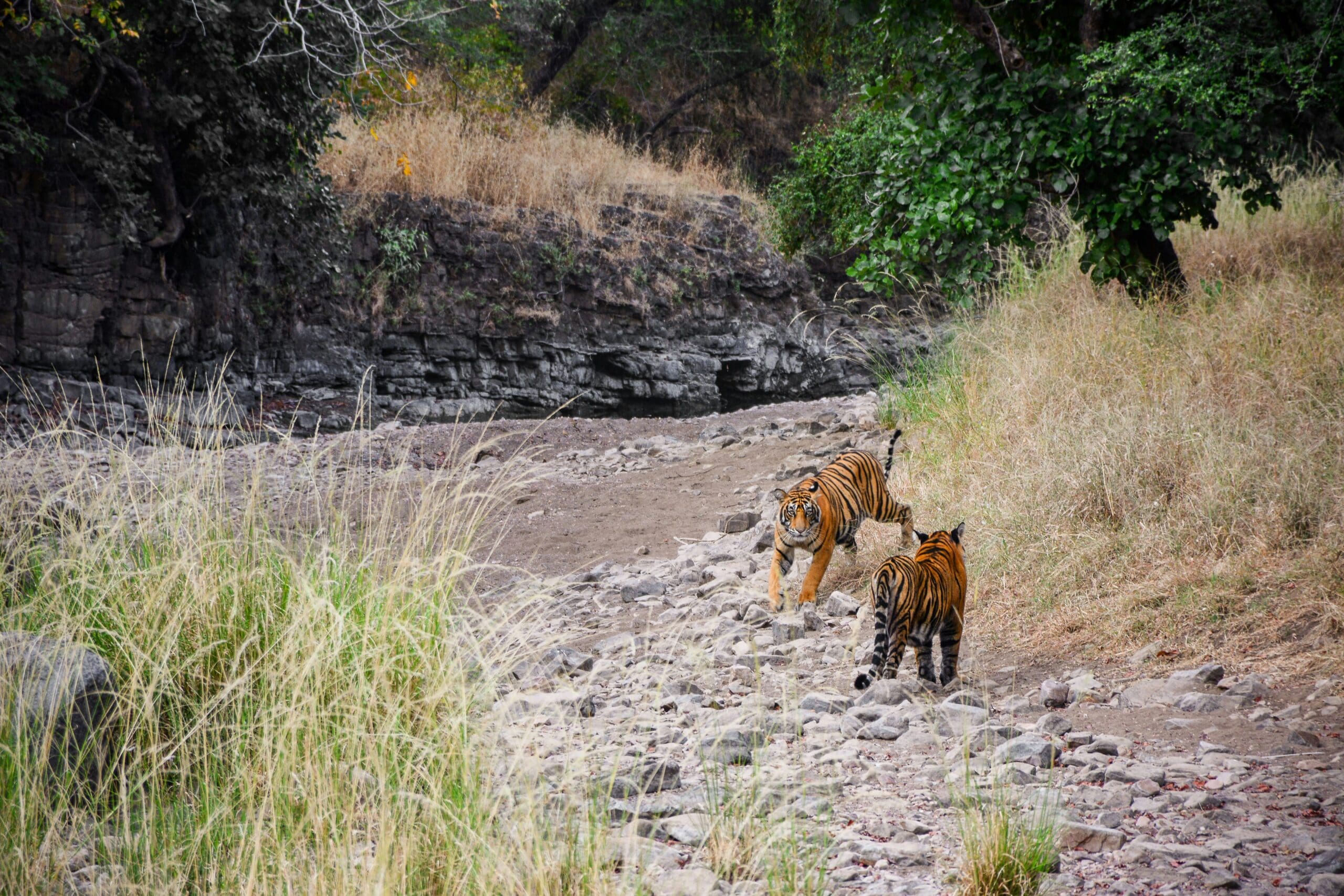 ranthambore