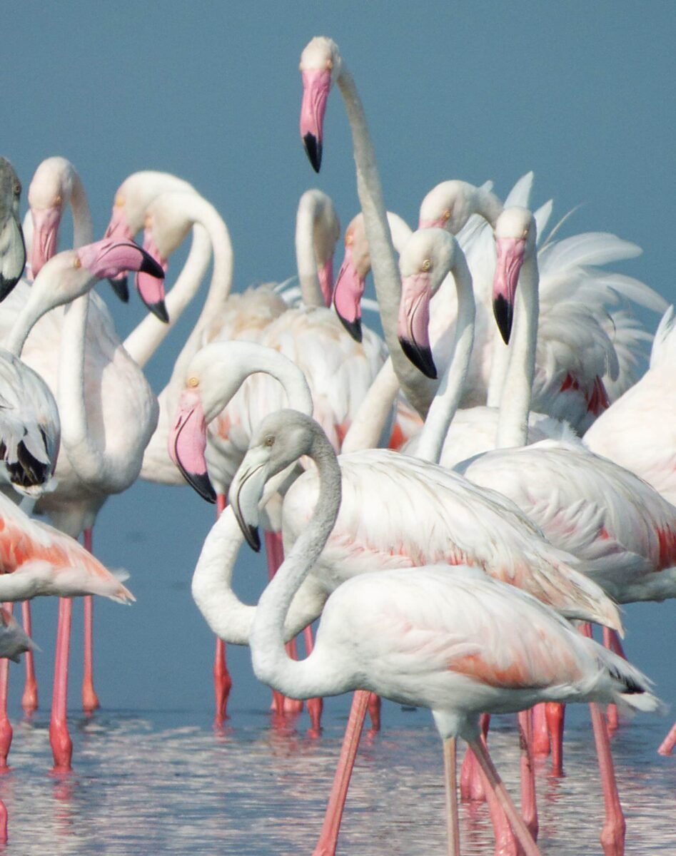 Flamingos at Jaffna lagoon in northern Sri Lanka