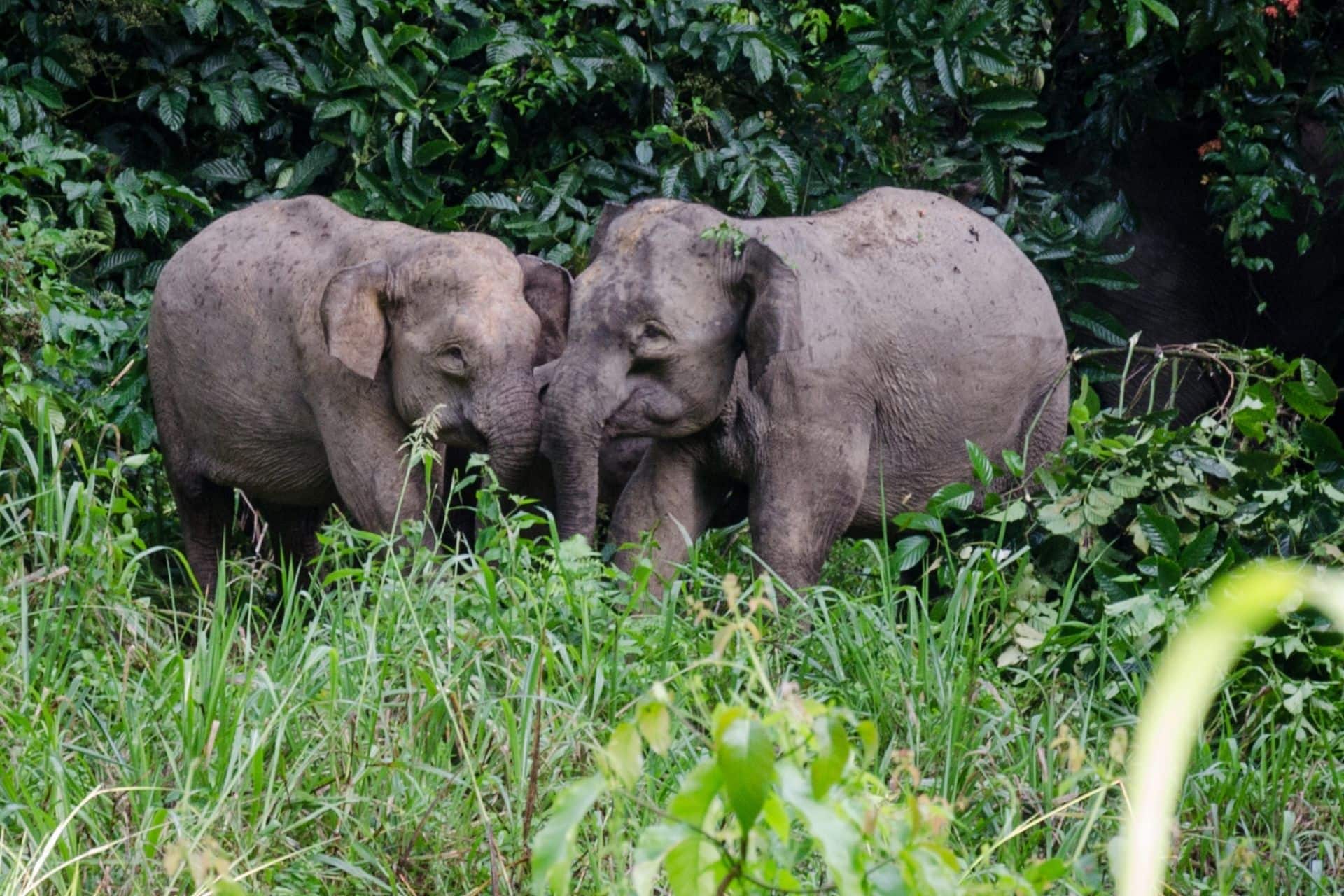 Wild elephants in Borneo rainforest