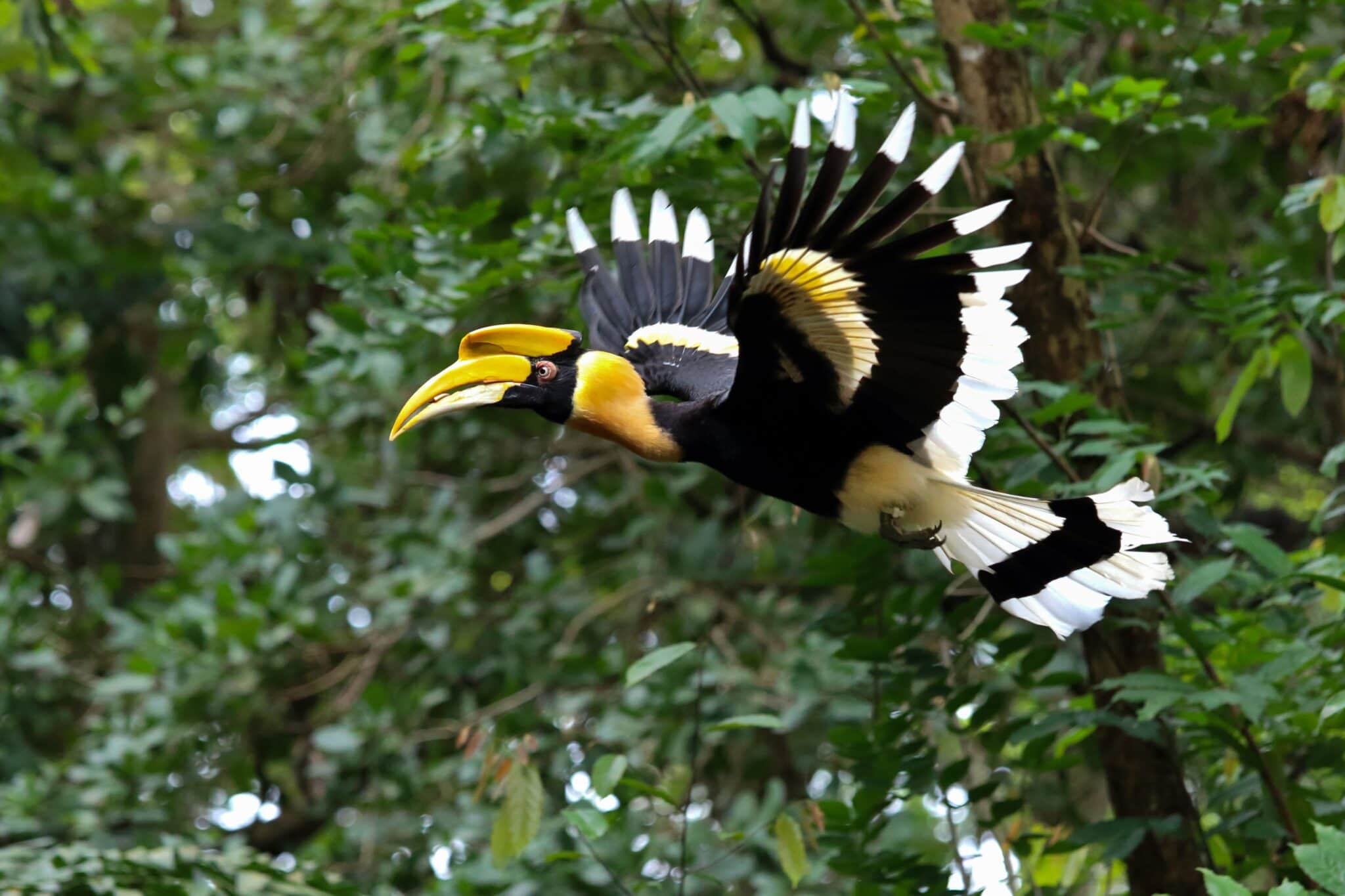 Hornbill bird perched in rainforest in Thailand with distinctive yellow and black beak
