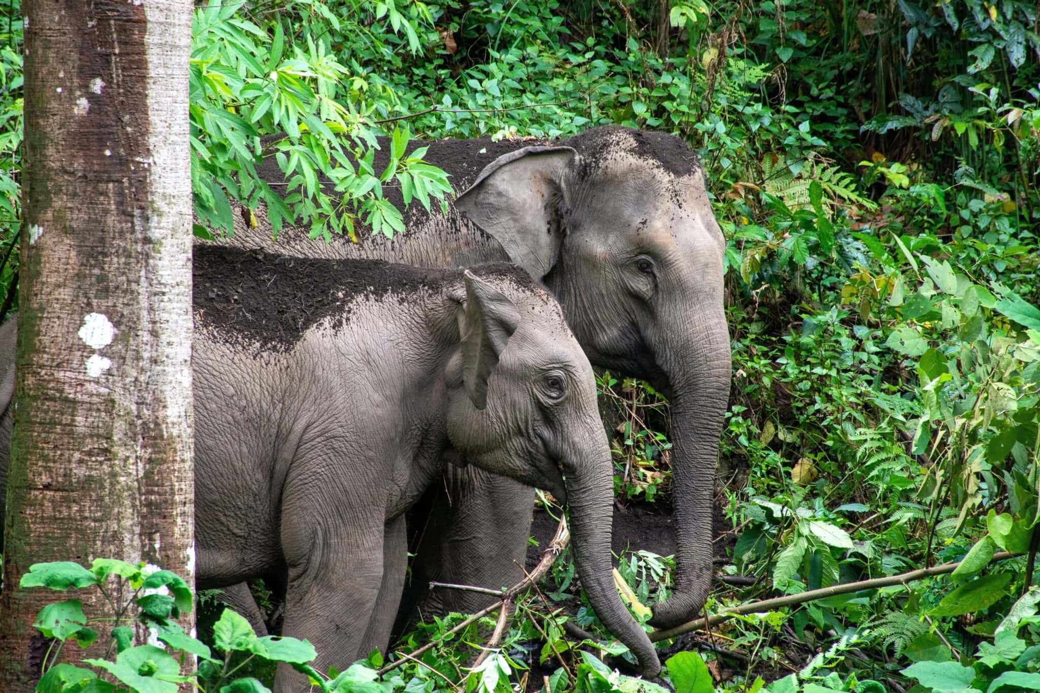Wild elephants walking through forest in Thailand on an ethical wildlife experience