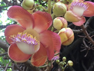Cannonball Tree in Kandy Botanical Garden