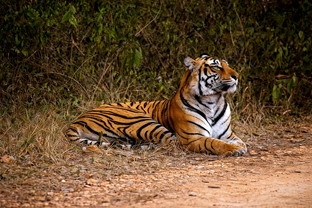 Ranthambore