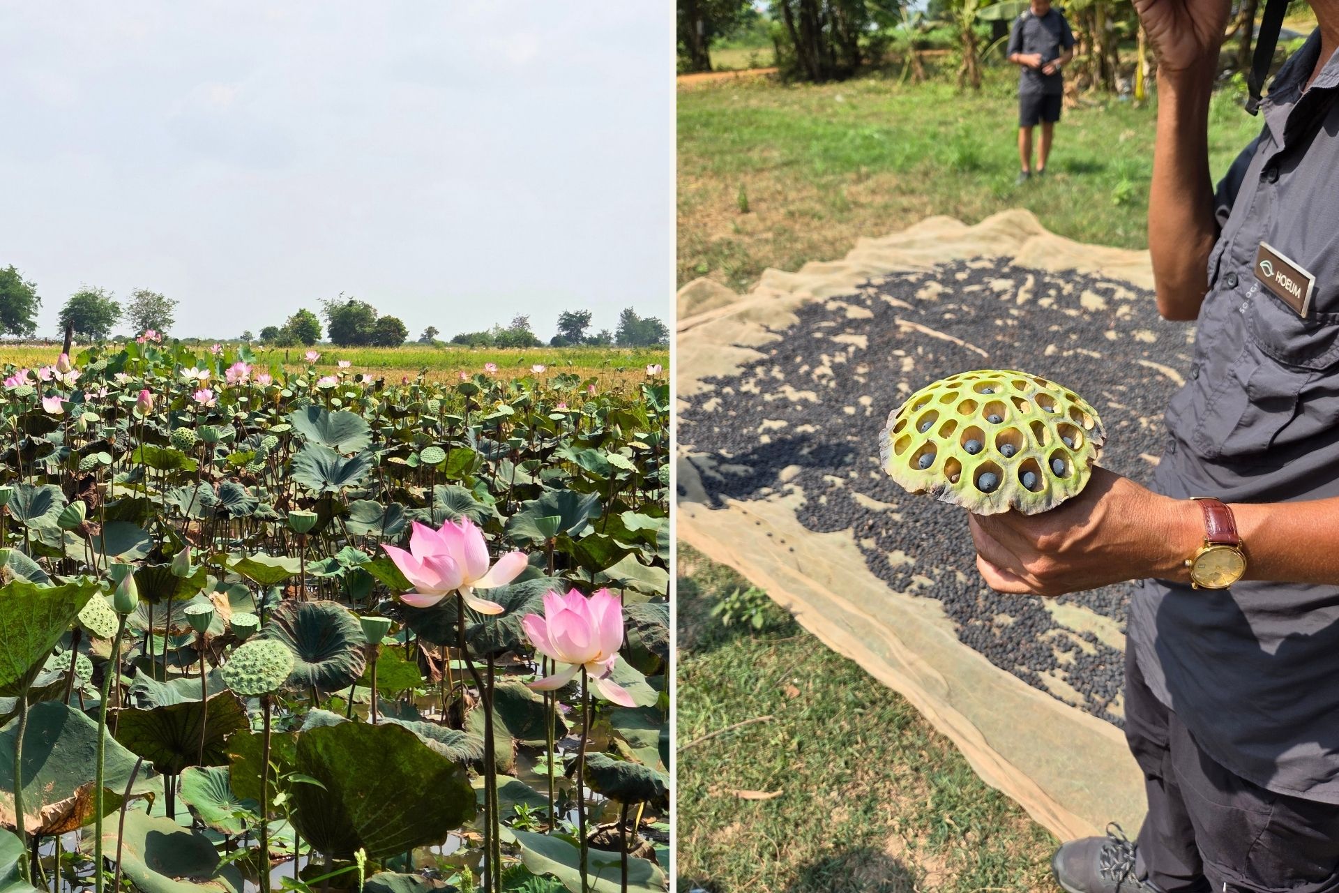 Lotus fields and seed pod harvesting experience along the Mekong River