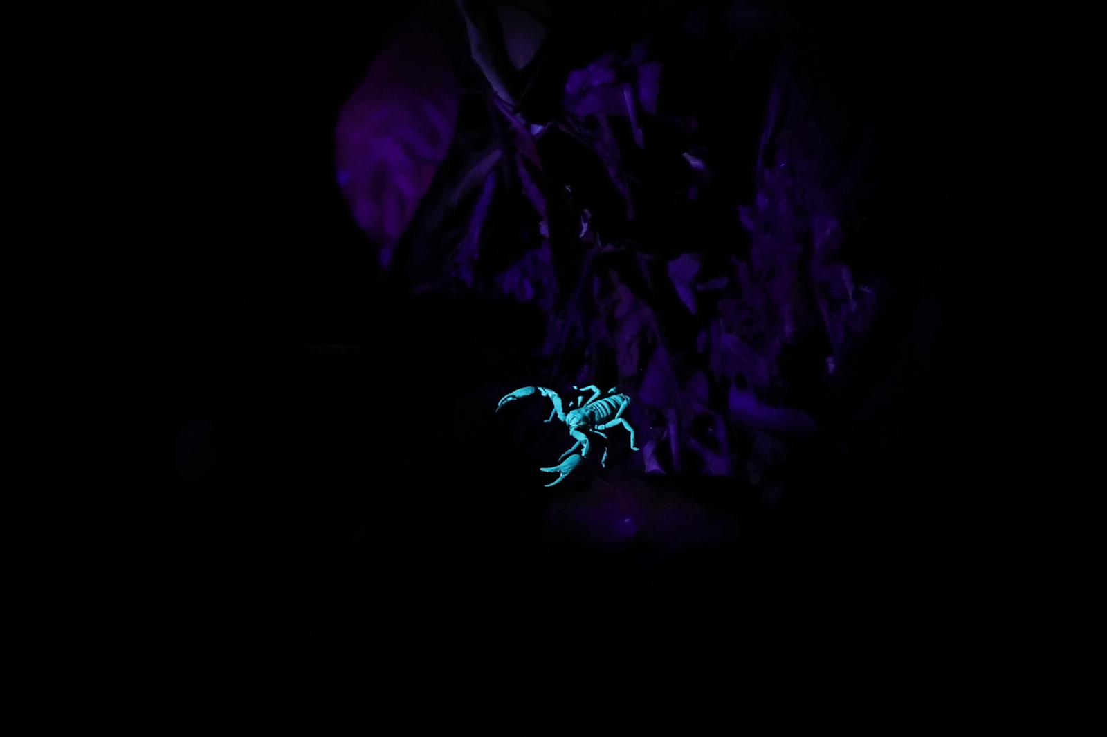 A scorpion fluorescing under UV light on a Khao Sok night safari